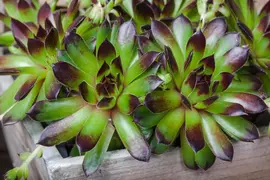 Sempervivum (Huislook) - afbeelding 71