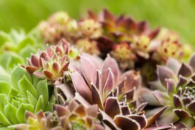 Sempervivum (Huislook) - afbeelding 72
