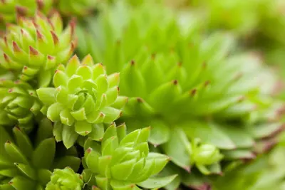 Sempervivum (Huislook) - afbeelding 73