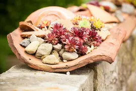 Sempervivum (Huislook) - afbeelding 76