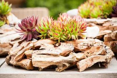 Sempervivum (Huislook) - afbeelding 77