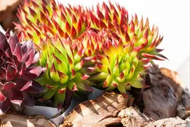 Sempervivum (Huislook) - afbeelding 81