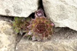 Sempervivum (Huislook) - afbeelding 82