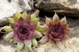 Sempervivum (Huislook) - afbeelding 84