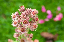 Sempervivum (Huislook) - afbeelding 92