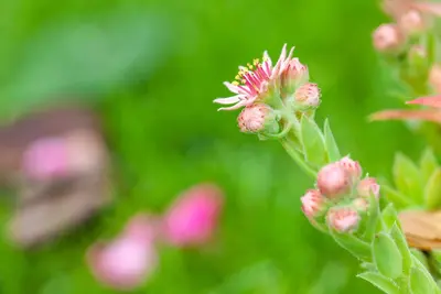 Sempervivum (Huislook) - afbeelding 95