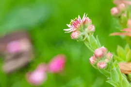 Sempervivum (Huislook) - afbeelding 95