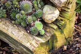 Sempervivum (Huislook) - afbeelding 96