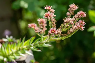 Sempervivum (Huislook) - afbeelding 98