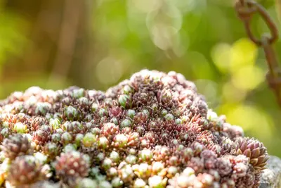 Sempervivum (Huislook) - afbeelding 100