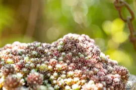 Sempervivum (Huislook) - afbeelding 100