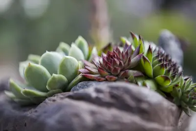 Sempervivum (Huislook) - afbeelding 8