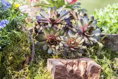 Sempervivum (Huislook) - afbeelding 20