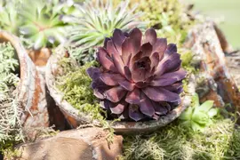Sempervivum (Huislook) - afbeelding 23