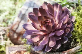 Sempervivum (Huislook) - afbeelding 24