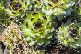 Sempervivum (Huislook) - afbeelding 28
