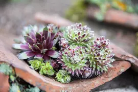 Sempervivum (Huislook) - afbeelding 40