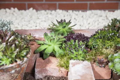 Sempervivum (Huislook) - afbeelding 44