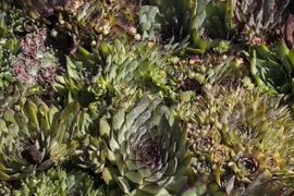 Sempervivum (Huislook) - afbeelding 48