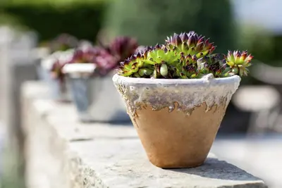 Sempervivum (Huislook) - afbeelding 53