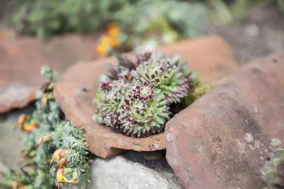 Sempervivum (Huislook) - afbeelding 66