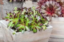Sempervivum (Huislook) - afbeelding 70