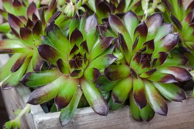 Sempervivum (Huislook) - afbeelding 71