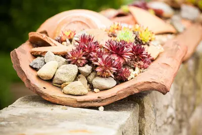 Sempervivum (Huislook) - afbeelding 76