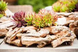 Sempervivum (Huislook) - afbeelding 77