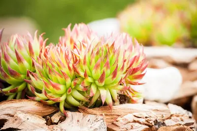 Sempervivum (Huislook) - afbeelding 78