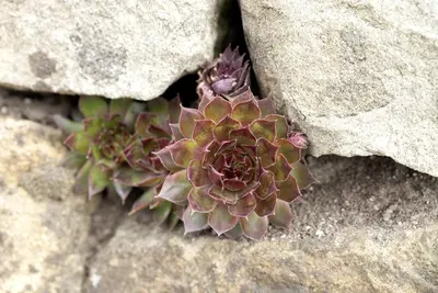 Sempervivum (Huislook) - afbeelding 82