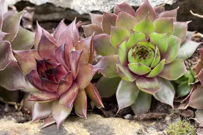 Sempervivum (Huislook) - afbeelding 83