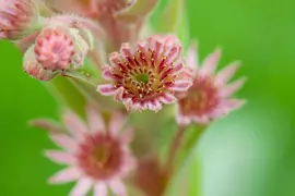 Sempervivum (Huislook) - afbeelding 90