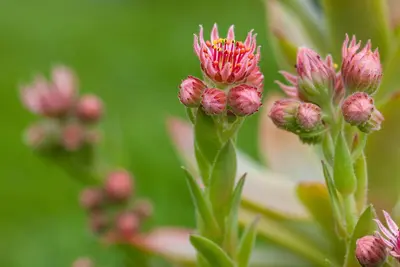 Sempervivum (Huislook) - afbeelding 93