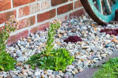 Sempervivum (Huislook) - afbeelding 97