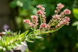 Sempervivum (Huislook) - afbeelding 98