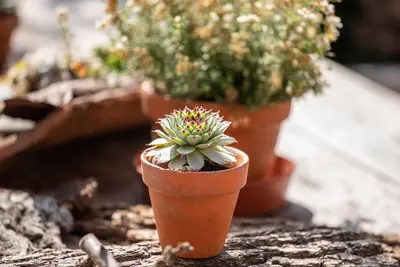 Sempervivum (Huislook) - afbeelding 99