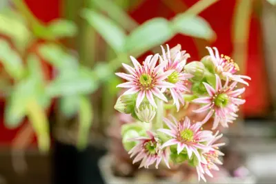 Sempervivum (Huislook) - afbeelding 101