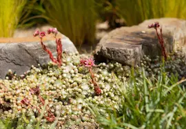 Sempervivum (Huislook) - afbeelding 4