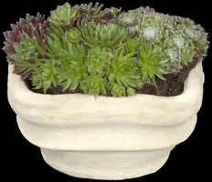 Sempervivum (Huislook) - afbeelding 59