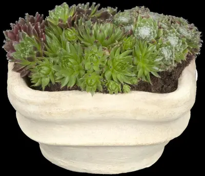Sempervivum (Huislook) - afbeelding 59