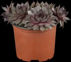 Sempervivum (Huislook) - afbeelding 12