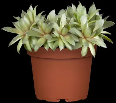 Sempervivum (Huislook) - afbeelding 18