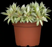 Sempervivum (Huislook) - afbeelding 18