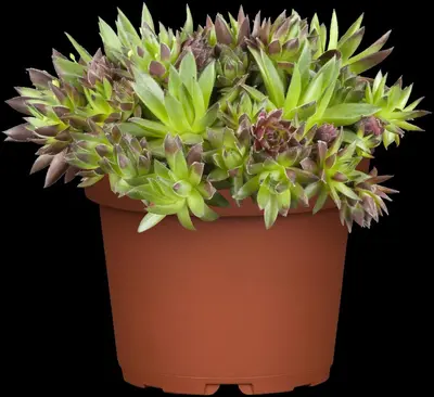 Sempervivum (Huislook) - afbeelding 19