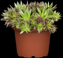Sempervivum (Huislook) - afbeelding 19