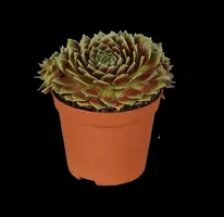 Sempervivum (Huislook) - afbeelding 2