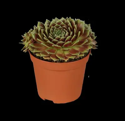 Sempervivum (Huislook) - afbeelding 2