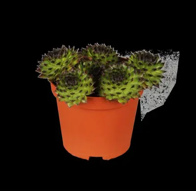 Sempervivum (Huislook) - afbeelding 3