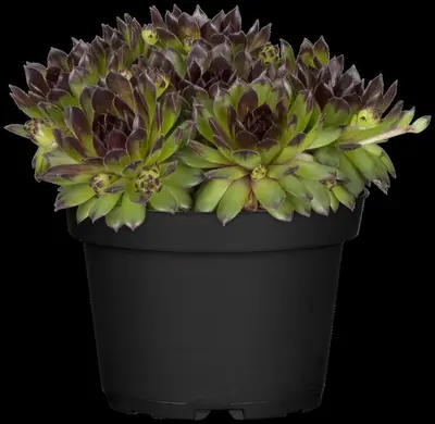 Sempervivum (Huislook) - afbeelding 64